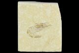 Cretaceous Fossil Shrimp - Lebanon #123950-1